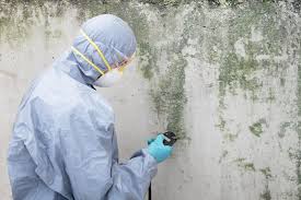 Why You Should Choose Our Mold Remediation Services in Schriever, LA